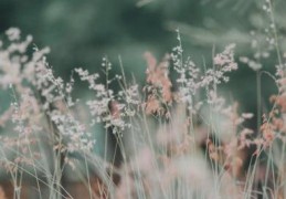 [美术生综合分四百三十几]2023厦大美术生多少分可以录取好不好考