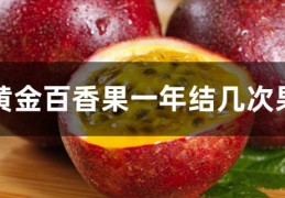 [百香果每年摘几次好]黄金百香果一年结几次果