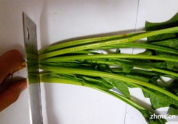 [北方院子夏天种哪些菜合适]北方处暑种什么菜合适秋冬吃？
