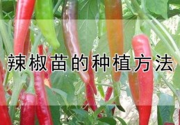 辣椒苗的种植方法