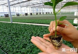 辣椒种苗如何培育？辣椒种苗培育技术