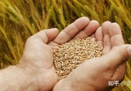 [农发种业是粮食概念吗知乎]全球“粮食危机”越演越烈种业“龙头”农发种业因祸得福
