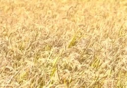 [丰收节金秋]中国农民丰收节｜金秋时节好“丰”光瓜果满园粮满仓｜中国｜农民
