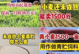 [小麦买给谁更贵些]青麦卖的比成熟的都贵!1500元一亩谁在高价收青小麦？｜卖的｜成熟