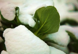 油菜种植时间需要多久？油菜种植和收获的时间分别是什么时候？