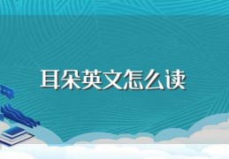 [耳朵的英语怎么说语音]耳朵英文怎么读（给大家进行讲解）