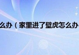 [家里进壁虎来财怎么办]家里进壁虎该怎么办（家里进了壁虎怎么办壁虎跑到家里的方法）