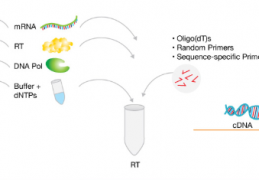 [扩增试剂生产厂家]HumanImmunodeficiencyVirus1(HIV-1M-G)人免疫缺陷病毒1型M群G型探针法荧光定量RT-LAMP恒温扩增试剂盒分享微信扫一扫分享分享到新浪微博分享到丁香园论坛收藏