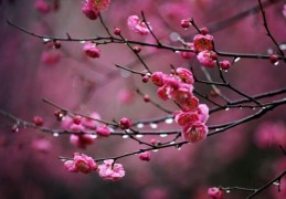 [家中摆梅花不好吧怎么办]家里养梅花好不好，放在家中要注意光照以及通风