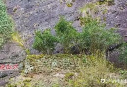[中国有名的树画家]中国著名的六棵树