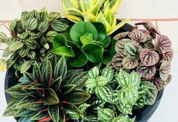 [养院子的花]适合桌面上养的5种椒草，叶子美如画，耐阴又小巧｜椒草｜豆瓣绿｜叶片