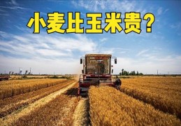 [小麦买给谁更贵一些]小麦比玉米贵？将突破1.5元？粮贩：切勿异想天开，3个利空因素