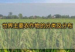 [哪种农作物不是原产于我国]世界主要农作物的分类及分布