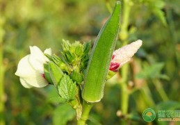 [北方院子夏天种哪些菜合适]夏季种这些蔬菜，温度越高它们长得越好，关键是营养价值极高!