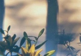 花蓝色写的小说-时光深处说爱你最新章节