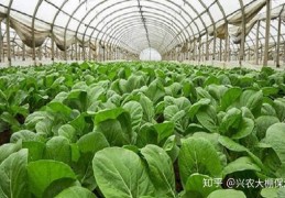 [成都冬天种啥菜呢最合适]冬季可以种植哪些蔬菜？全国各区域冬季蔬菜种植指南