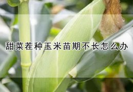 [俄罗斯玉米多久种一茬合适]甜菜茬种玉米苗期不长怎么办