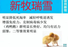 [鸭子死前会动一下吗为什么]小鸭子容易死掉为什么养小鸭子注意事项喂小鸭子需要注意什么
