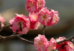 [家中摆梅花不好吧怎么办]梅花放在家里风水好吗，梅花放在家里的禁忌及注意事项