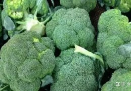 [北方院子夏天种哪些菜合适]九月份种什么蔬菜合适？9月份种什么蔬菜长得快？