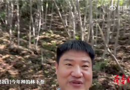反诈老陈宣布将捐赠全部打赏收入新主业公布：包山头种植
