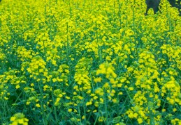 北方油菜花种植时间