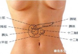 [胰腺是不是在胃的左面右面]胰腺在人体的哪个部位图解，深埋于肝和胃的后方(疼痛位置图片)