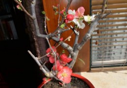 [家中摆梅花不好吧怎么办]家里养梅花好吗，适合放在家中养护