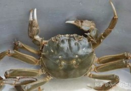 [家里大闸蟹放多少水养殖]大闸蟹怎么保存？教你几招可以保存好几天！
