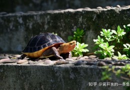 [乌龟几天才不会动了为什么]新龟到家了，该怎么办？你不能不知道的新手养龟知识