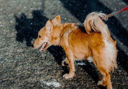 狗到处尿尿拉屎怎么改