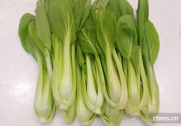 油菜和青菜的区别