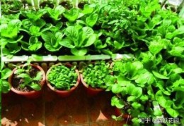 [成都冬天种啥菜呢最合适]秋冬季在阳台种这10种蔬菜，耐寒好种又好看！