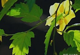 辣椒怎么种植方法