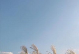 温语是他的心头血最新章节-温语是他的心头血焦糖全本免费阅读