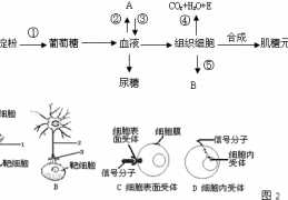 [构成比率用啥图表示比例]根据图回答问题：(1)图中A表示.B表示,(2)某一化合物水解过程中得到了甲.乙两种化合物.它们的名称是：甲：.乙：,若将一个乙分子水解为单体.需要的水分子数为个．(3)若一个甲分子和一个乙