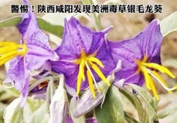 陕西咸阳发现美洲毒草银毛龙葵：全身带毒，有严重危害