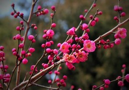 [养院子的花]适合庭院种植的20种花草，春夏秋冬花开不断｜庭院｜小院｜花开