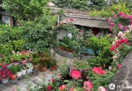 [养院子的花]河南大叔的院子火了，满院子都是花海，网友：这简直是世外桃源｜院子｜大叔｜花卉