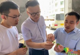 [探索县乡村振兴实践]北大学子走进福鼎探索乡村振兴新路径