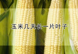 [俄罗斯玉米多久种一茬合适]玉米几天长一片叶子