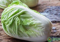 [北方院子夏天种哪些菜合适]北方八月可以种什么菜？北方八月蔬菜种植种类推荐