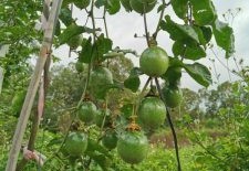 [百香果每年摘几次好]广东百香果什么时候成熟,广东百香果一年结果几次