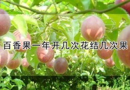[百香果每年摘几次好]百香果一年开几次花结几次果