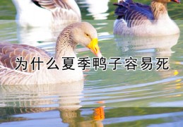 [鸭子死前会动一下吗为什么]为什么夏季鸭子容易死