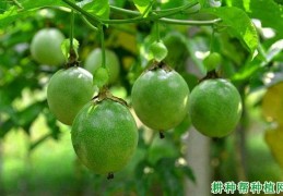 [百香果每年摘几次好]百香果每年能结几次果？
